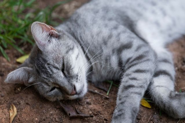 Grausamer Fund in Schaffhausen: Kater Gianni geköpft.jpg